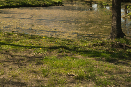 Wild pond in the forestの写真素材