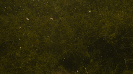 Slime and algae in the water texture