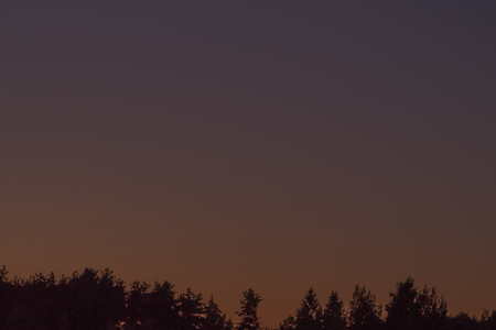 Trees forest silhouette sunset backgroundの写真素材