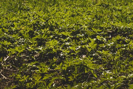 Foliage background. green leaves. greenery textureの写真素材