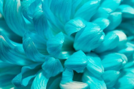 Blue chrysanthemum flower macro. floral texture. flower petals close upの写真素材