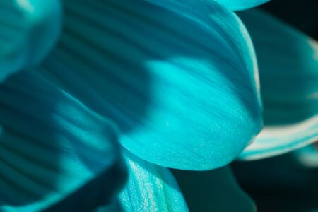 Blue chrysanthemum flower macro. floral texture. flower petals close upの写真素材