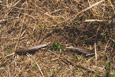Ground in the forest. forest soil with grass and twigsの写真素材