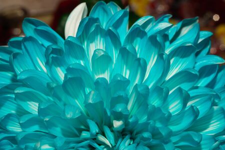Blue chrysanthemum flower macro. floral texture. flower petals close upの写真素材
