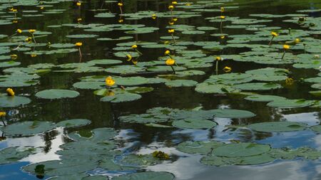 Yellow waterlilies in a pond background. nature backdropの写真素材