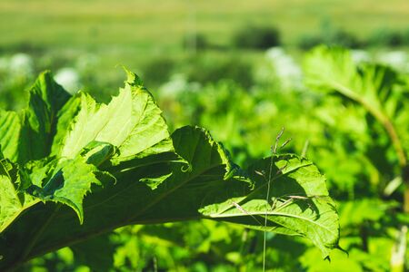 Dense greenery with leaves and bushes. green grassの写真素材