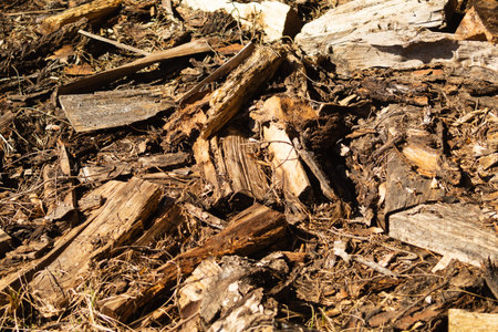 Dry ground with wood chips in the forest. forest soil with grass and twigs. nature background