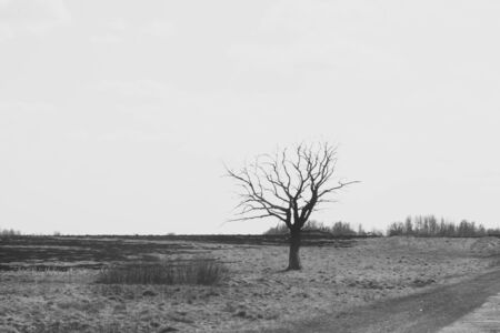 Lonely tree in the middle of a field. meadow with solitary dry tree backgroundの写真素材