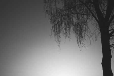 Tree against the sky. tree silhouette. branch tree on the sky background. copy spaceの写真素材