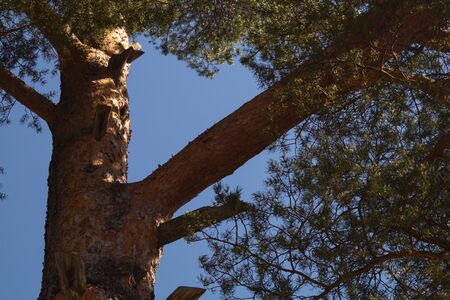 Tree against the sky. branch tree on the sky background. copy spaceの写真素材