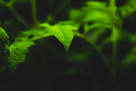 Tomato plant leaves. food growth. organic growing background