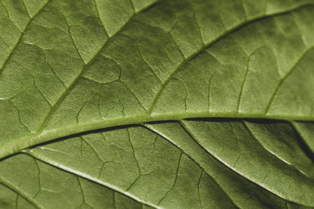 Green leaves macro background. leaf texture
