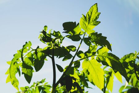 Tomato plant leaves. food growth. organic growing backgroundの写真素材