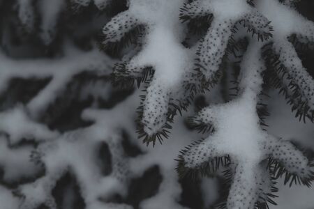 Fir tree branches under the snow. snowy pine tree backgroundの写真素材