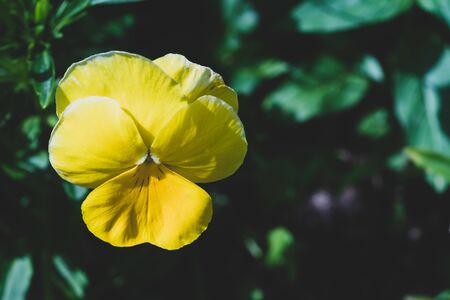 Yellow flower in the garden. floral backgroundの写真素材