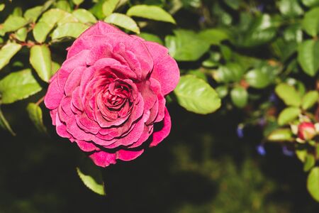 Pink rose close up. red flower in the garden. floral backgroundの写真素材