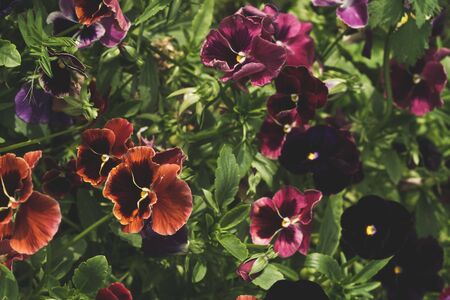 Colorful flowers in the garden close up. floral backgroundの写真素材