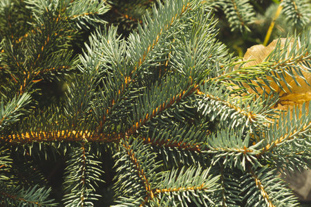Needles of fir tree branch close up. green pine tree. nature background