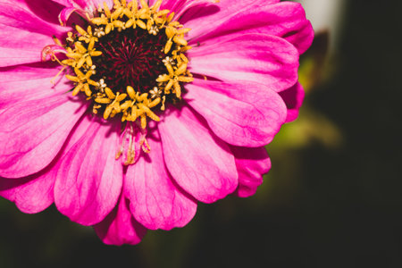 Pink flower in the garden close up. floral background