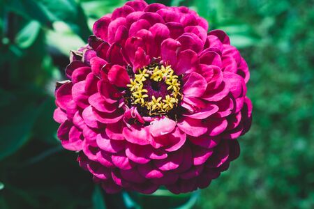 Purple flower in the garden close up. floral backgroundの写真素材