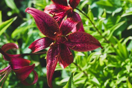 Red purple flower in the garden close up. floral backgroundの写真素材