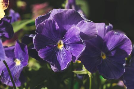 Blue flowers in the garden. floral backgroundの写真素材
