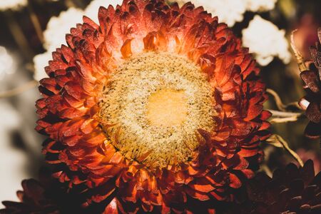 Dried red flowers closeup. floral backgroundの写真素材