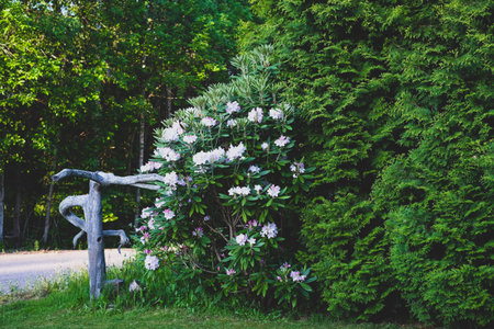 Garden in the courtyard. white flowers among lush foliage of the plants
