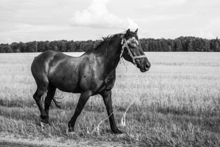 Lonely horse walks on the road. runaway horse in the countryside. black and whiteの写真素材