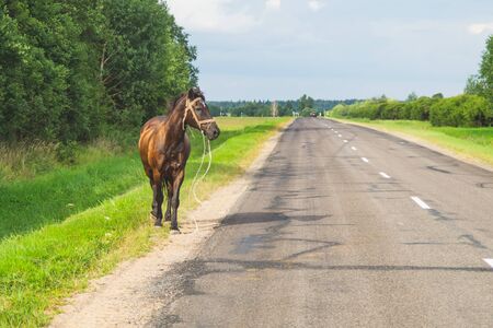 Lonely brown horse crossing the road. runaway horse in the countrysideの写真素材