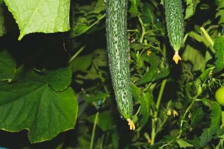 Cucumber plant growing in greenhouse. Fresh vegetable hanging on branch. Organic food production. healthy nutritionの写真素材