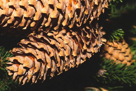 Fir tree cones on the branch. pine tree close up. evergreen plantの写真素材