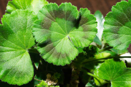 Green leaves of houseplant close up. nature background with home plantsの写真素材