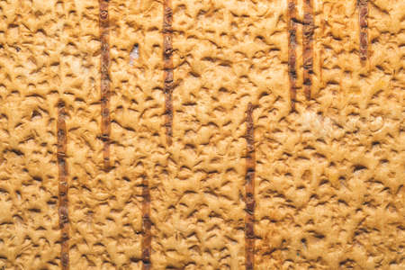 Birch bark macro texture. wooden backgroundの写真素材