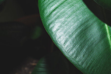 Green leaf of houseplant close up. nature background with home plant