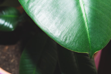 Green leaf of houseplant close up. nature background with home plant