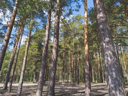Pine tree trunks. evergreen forest. dry bark. nature landscapeの写真素材