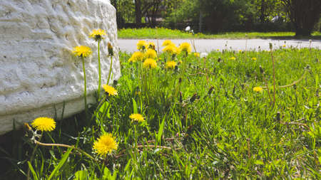 Yellow dandelions on the wayside. blades of grassの写真素材