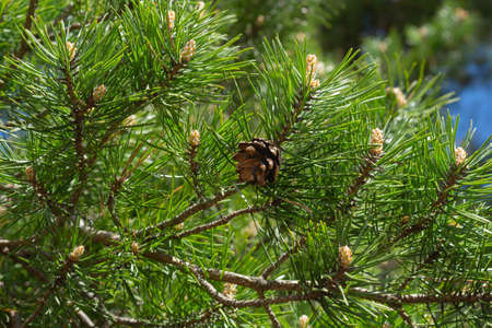 Pine tree close up. branches of spruceの写真素材
