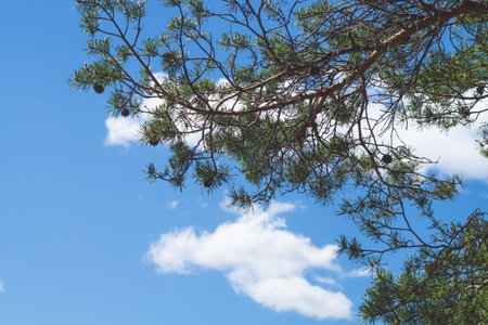 Pine branches against the blue sky. view from below