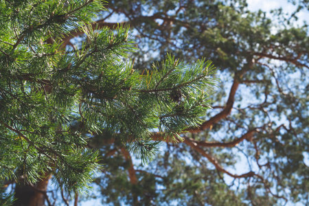 Pine tree branches against the blue sky. view from below