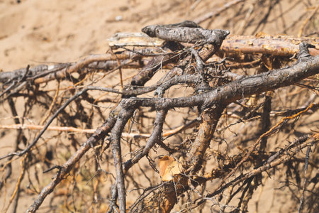 Dry tree roots stick out from the sand. abstract background