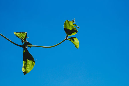 Green leaves against a clear blue sky. garden plant close up