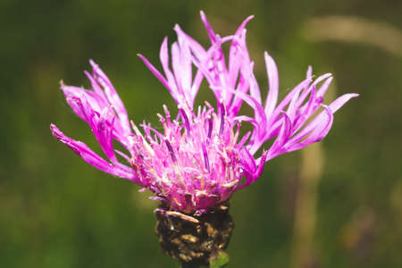 Small pink flower macro. garden plant close upの写真素材