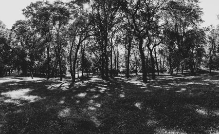 Trees in the park black and white. forest silhouette