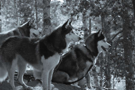 Husky on a walk. cute dogs in the park. domestic petsの写真素材