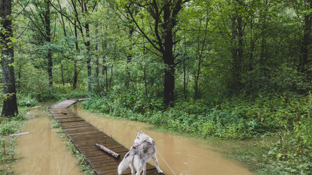 Husky on a walk. dog standing on the wooden pathway in the flooded parkの写真素材