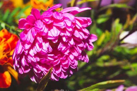 Chrysanthemum flower close up. Pink petalsの写真素材