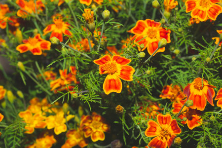 Orange flowers in the garden close up. floral nature backgroundの写真素材