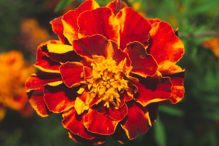 Orange flowers in the garden close up. floral nature backgroundの写真素材